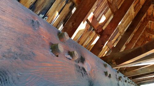 Low angle view of cat on wood