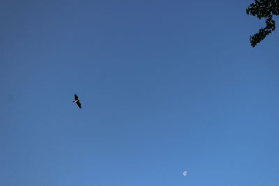 Low angle view of kite flying against clear blue sky