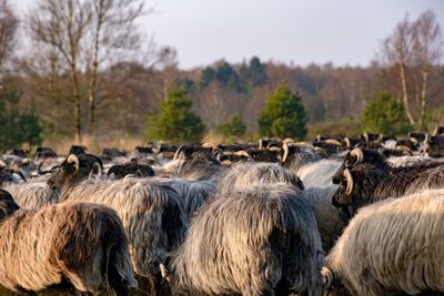 Flock of sheep in winter