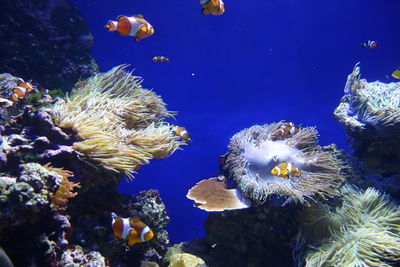 Clown fishes swimming near corals in sea