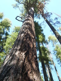 Low angle view of tree against sky