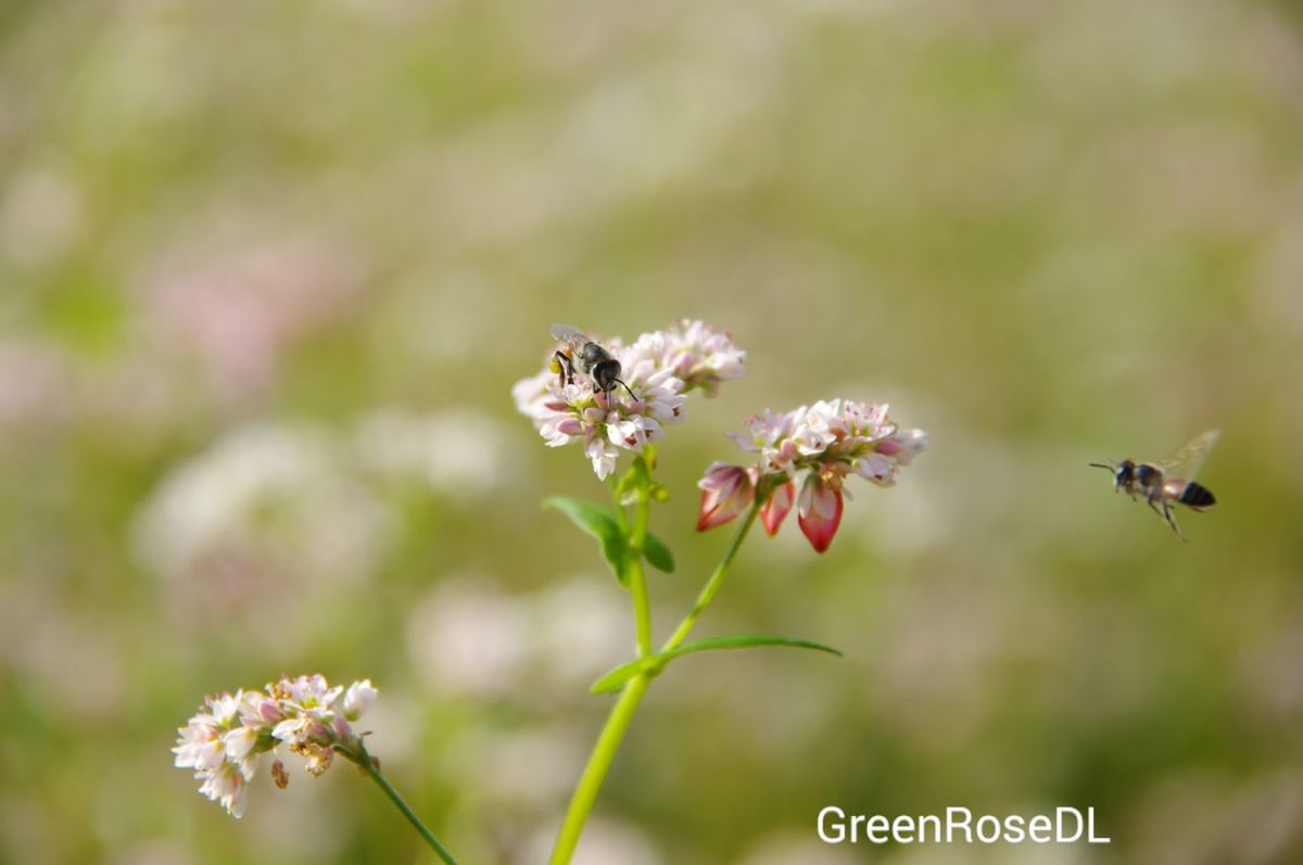 animal themes, animals in the wild, flower, one animal, wildlife, insect, focus on foreground, nature, beauty in nature, close-up, growth, plant, selective focus, flying, day, outdoors, no people, freshness, white color, two animals