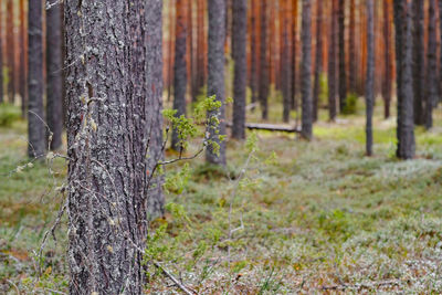 Pine trees in forest