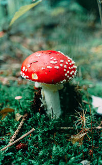 Close-up of fly agaric mushroom on field