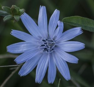 Close-up of purple flower