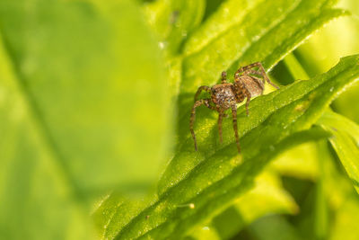 Close-up of insect on leaves