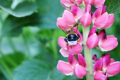 Close-up of bee on pink flower