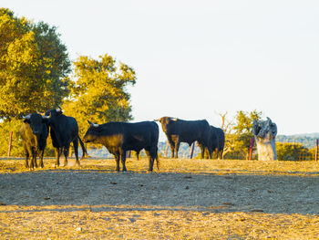 Horses against sky