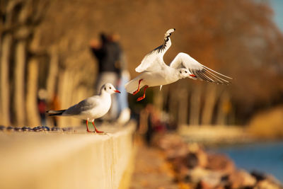 Seagull perching on retaining wall