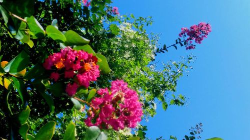 Low angle view of pink flowers