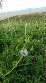 Close-up of fresh green plants on field against sky