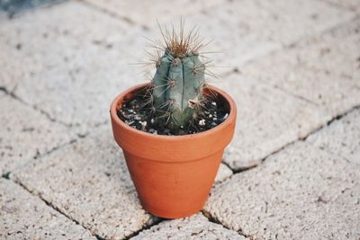 High angle view of potted plant