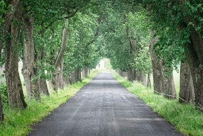 Road amidst trees in forest