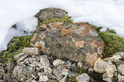 Close-up of lizard