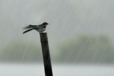 Low angle view of bird flying