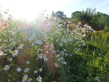 Flowering plants against sky