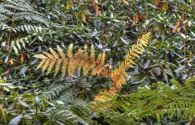 High angle view of lizard on plant