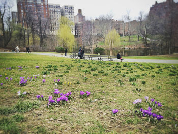 Flowers growing in field