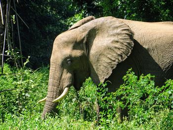 An african elephant in lower zambezi national park