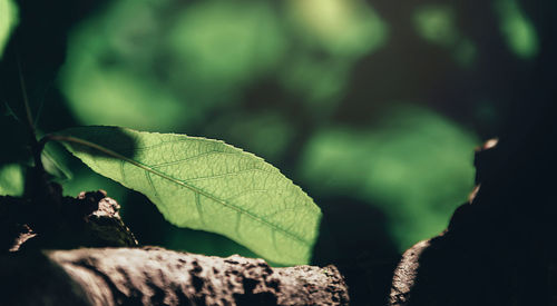 Close-up of leaves on rock