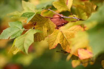 Close-up of leaves on plant