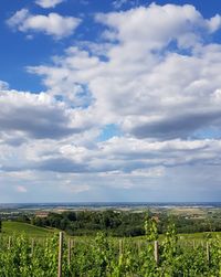 Scenic view of vineyard against sky