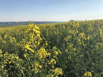 Scenic view of oilseed rape field against sky