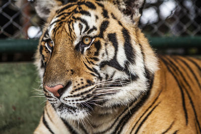 Close-up of a tiger