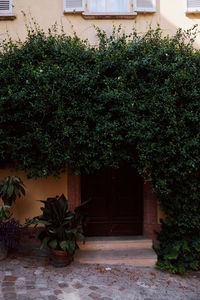 Potted plant against building