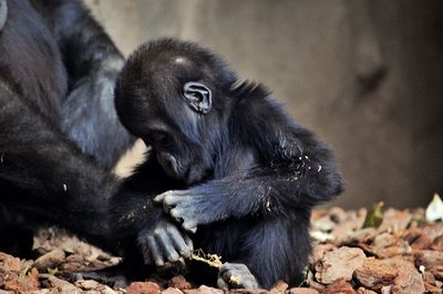 Close-up of black relaxing outdoors