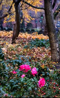 Flowers growing on tree trunk