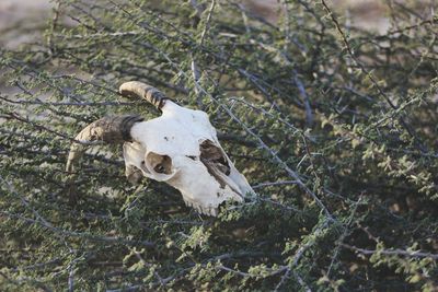 High angle view of animal skull on plant