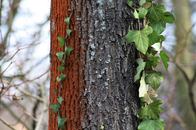 Close-up of tree trunk