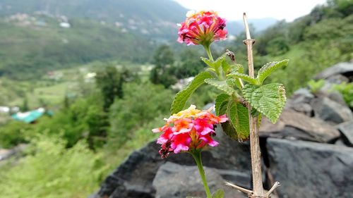 Close-up of pink flowers blooming outdoors