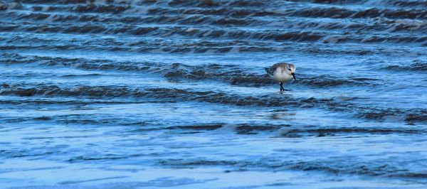 View of bird on beach