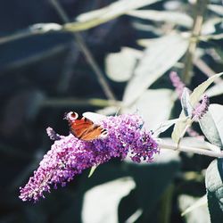 Close-up of butterfly pollinating flower