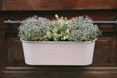 Flower in a pot on a wooden wall. cafe decor in the city. retro style