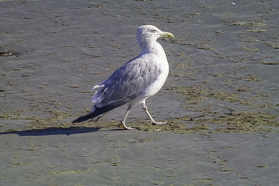 Seagull perching on a land