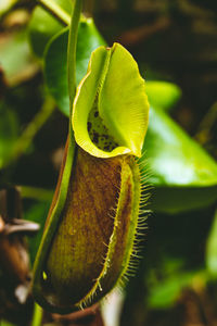 Close-up of green leaves