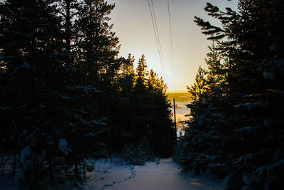 Trees in forest during winter