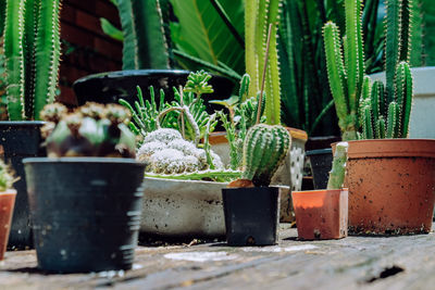 Close-up of succulent plants in yard