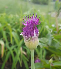 Close-up of flower against blurred background