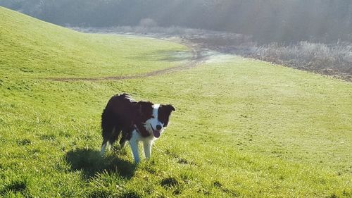 Dog standing on grassy field