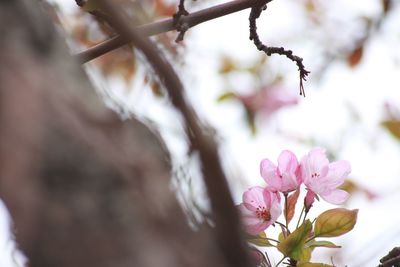 Close-up of pink flower tree