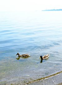 View of birds in water