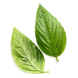 Close-up of fresh green leaf against white background