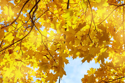 Low angle view of maple leaves on tree