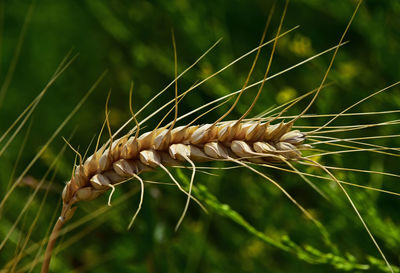 Close-up of plant against blurred background