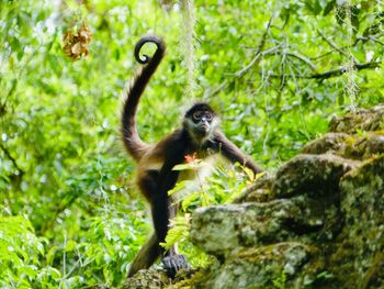 Monkey sitting on rock in forest