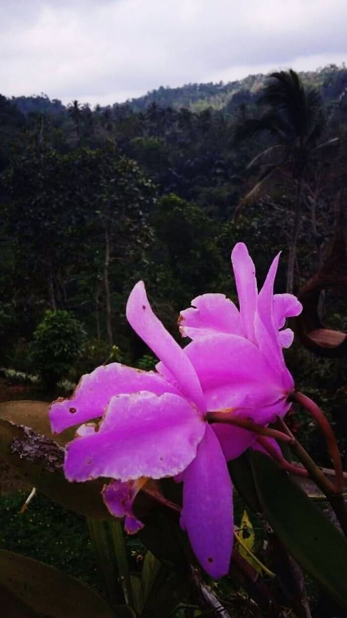 plant, flower, flowering plant, pink, beauty in nature, nature, freshness, growth, petal, close-up, no people, water, flower head, inflorescence, cloud, sky, mountain, outdoors, blossom, magenta, environment, fragility, land, springtime, purple, leaf, tree